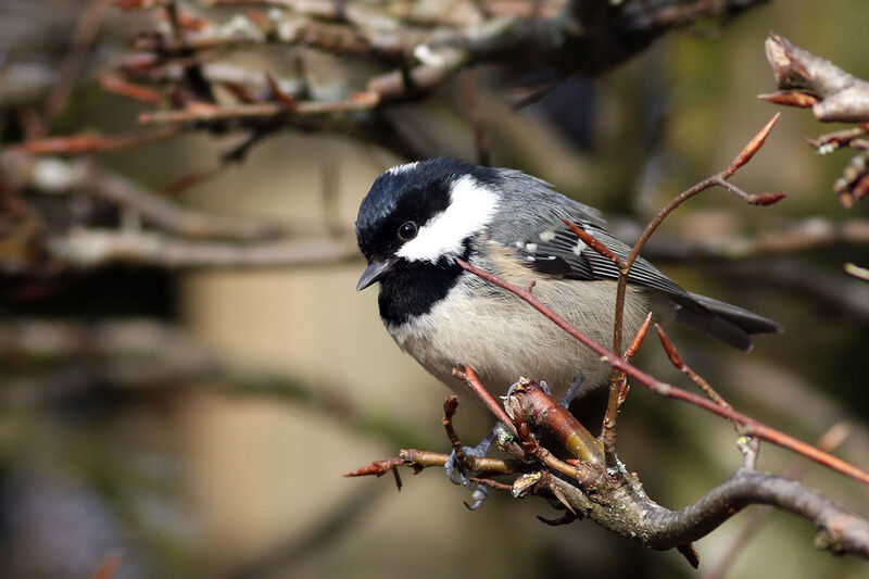 Mésange noire