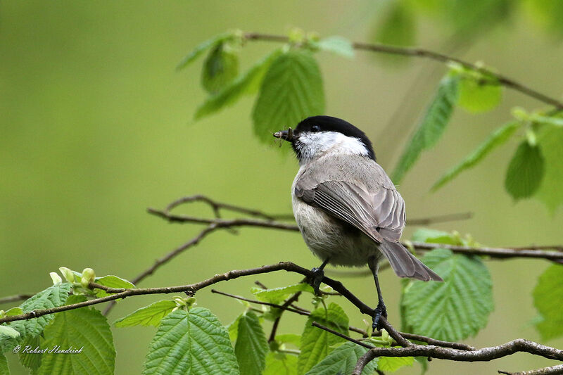 Mésange nonnette