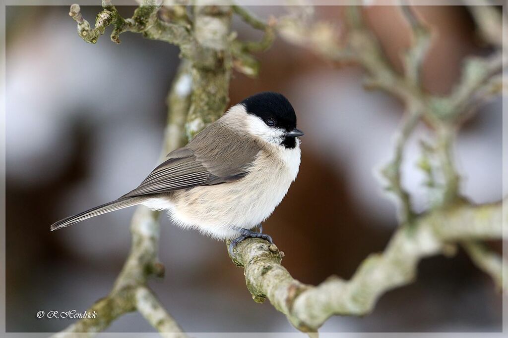 Mésange nonnette