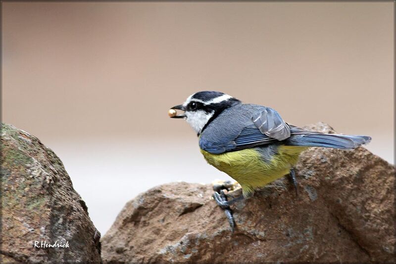 African Blue Tit