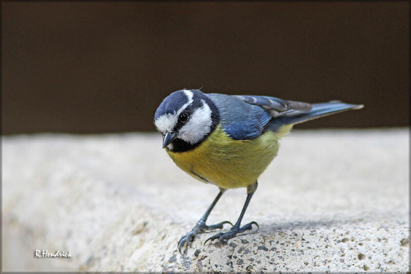 Mésange nord-africaine