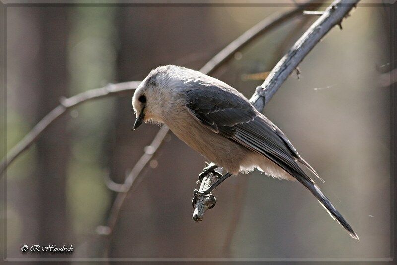 Canada Jay