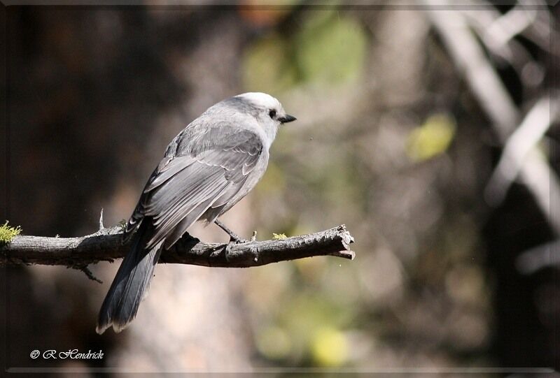 Canada Jay