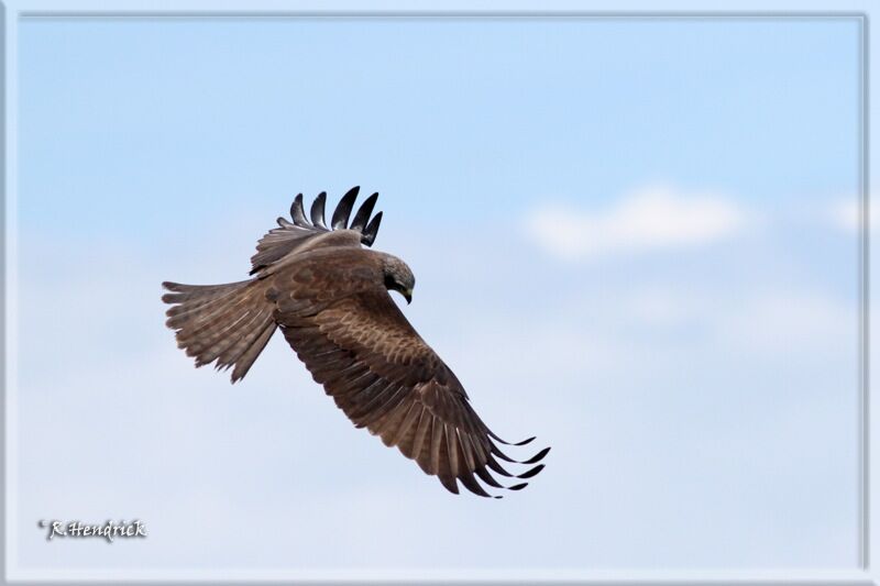 Black Kite