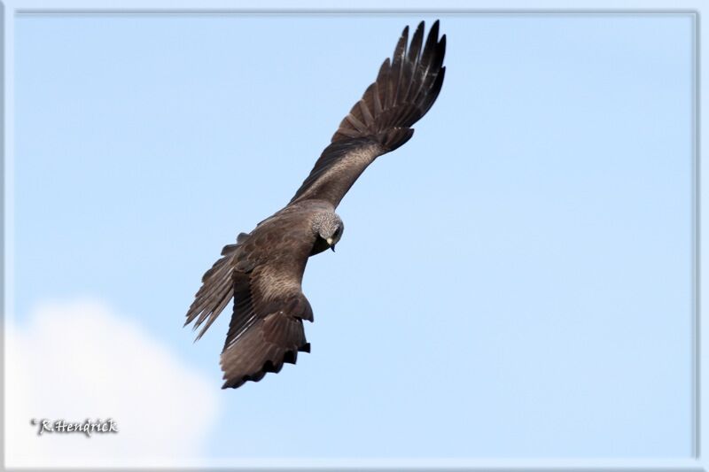 Black Kite