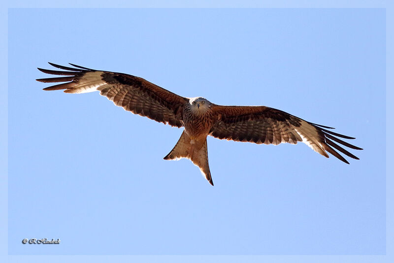 Red Kite