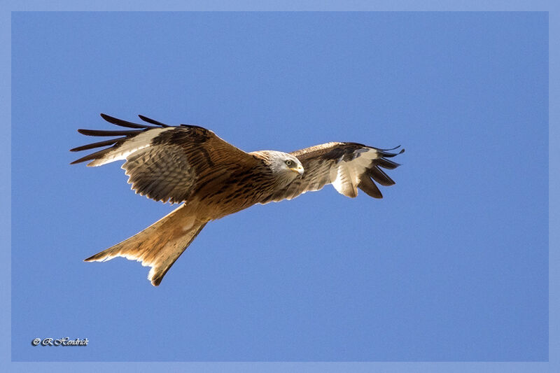 Red Kite