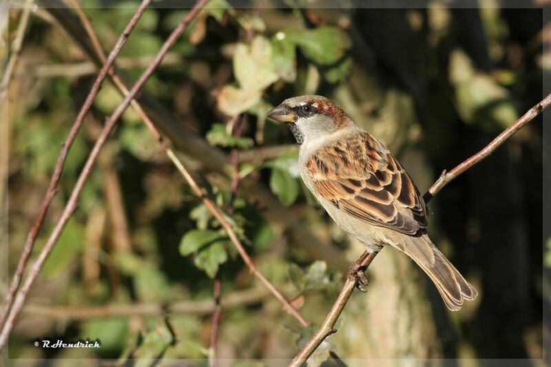 House Sparrow