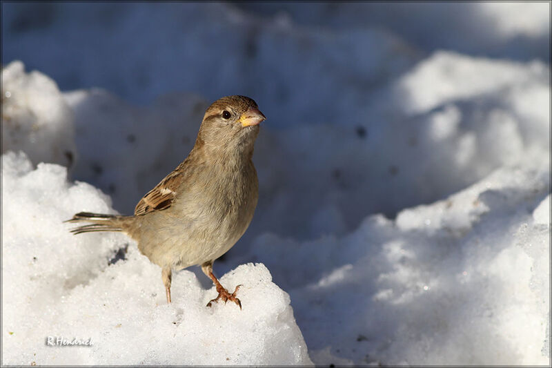 House Sparrow