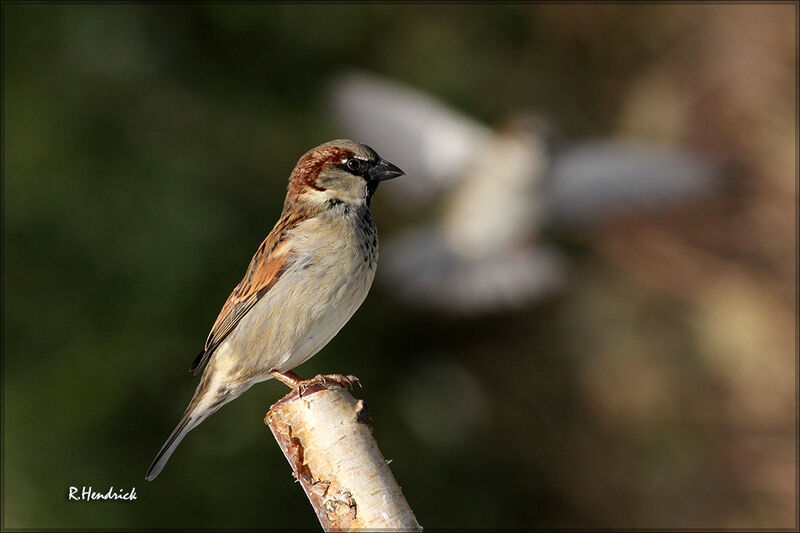 House Sparrow