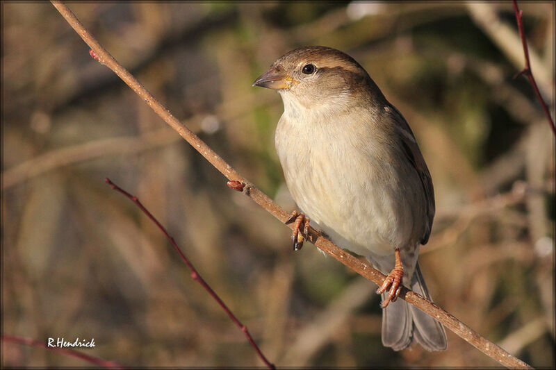 House Sparrow