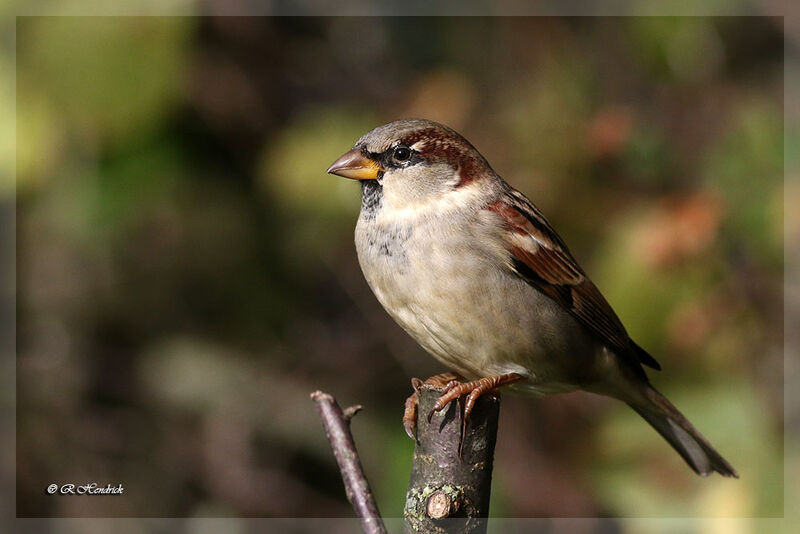 House Sparrow