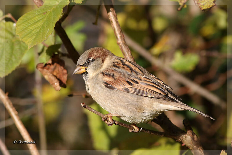 House Sparrow