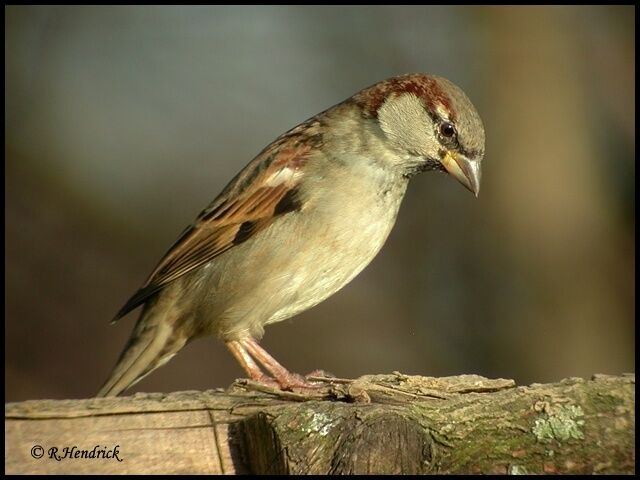 House Sparrow