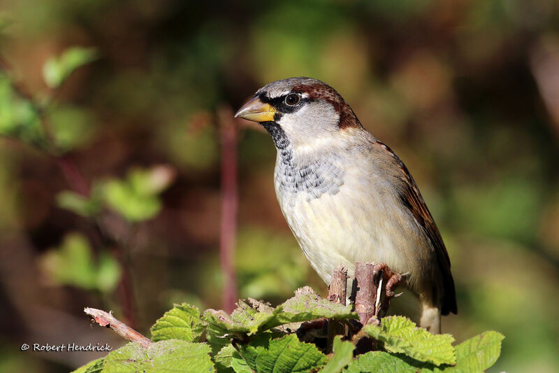 Moineau domestique