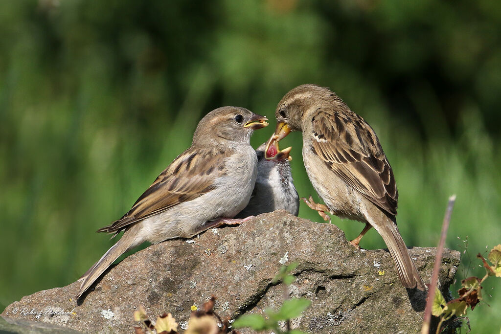 House Sparrow