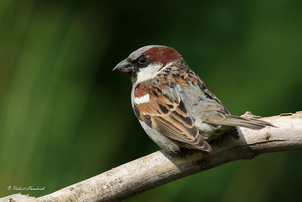 House Sparrow