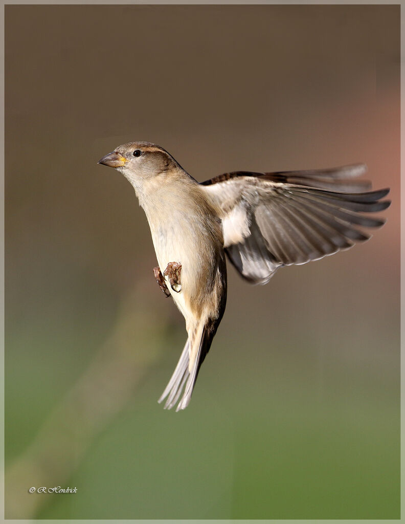 House Sparrow
