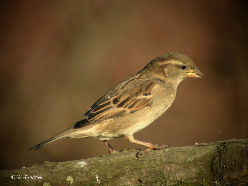 House Sparrow