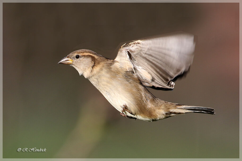 House Sparrow