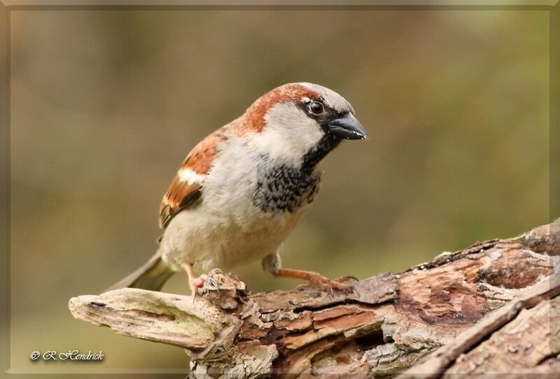 House Sparrow