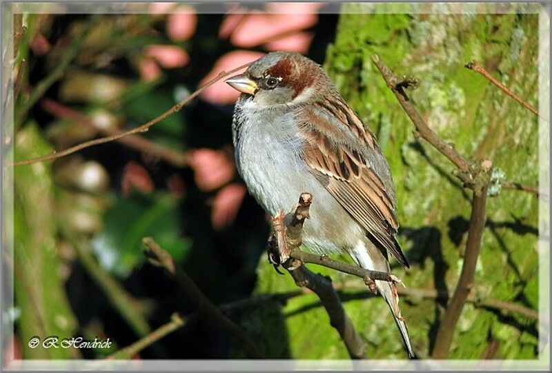 House Sparrow