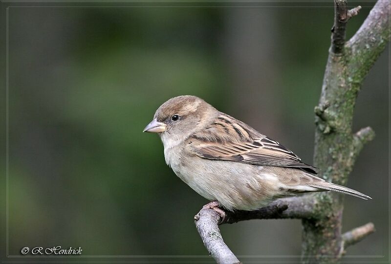 House Sparrow