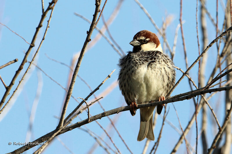 Moineau espagnol