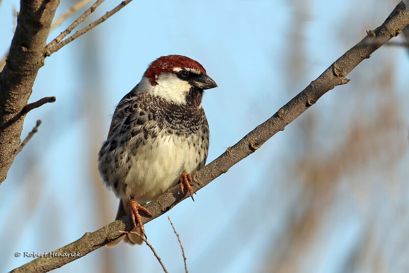 Moineau espagnol