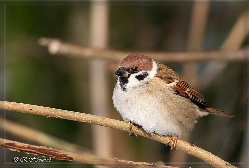 Moineau friquet