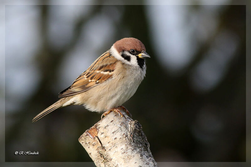 Moineau friquet