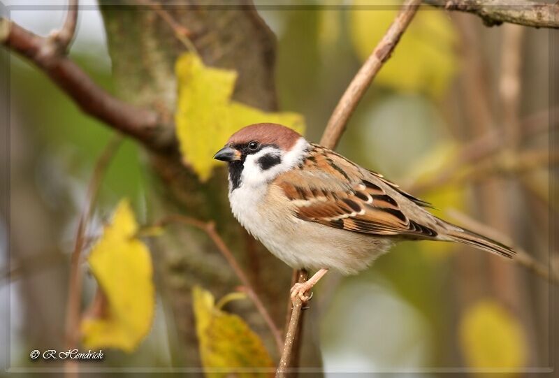 Eurasian Tree Sparrow