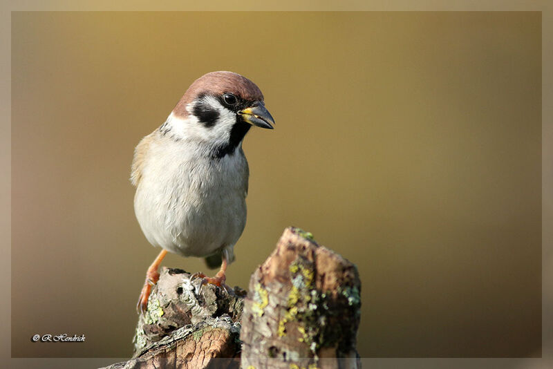 Eurasian Tree Sparrow