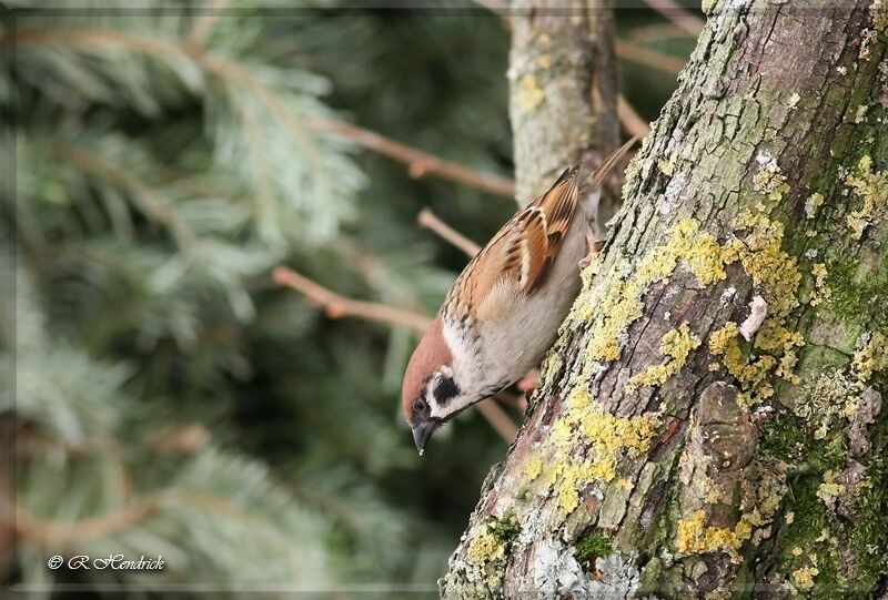 Eurasian Tree Sparrow