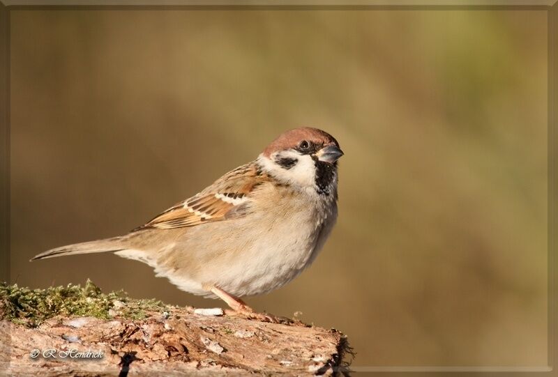 Eurasian Tree Sparrow