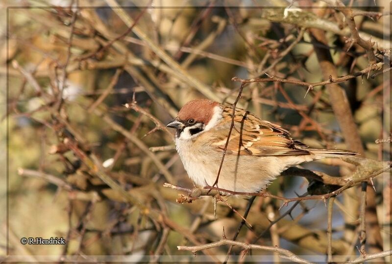 Eurasian Tree Sparrow