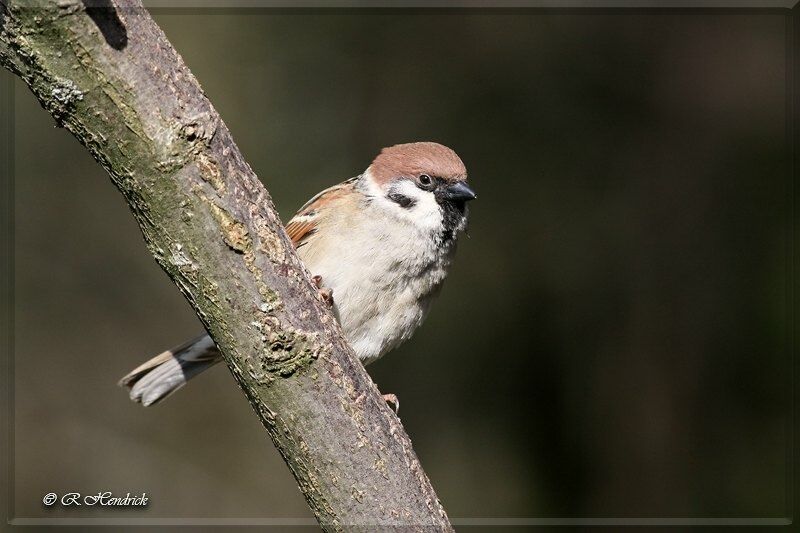 Moineau friquet