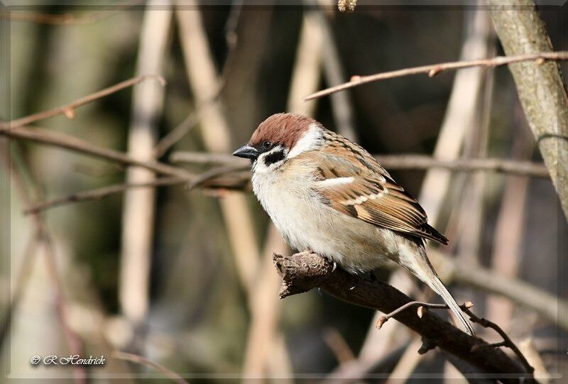 Moineau friquet