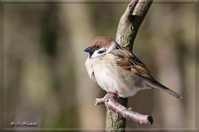 Moineau friquet