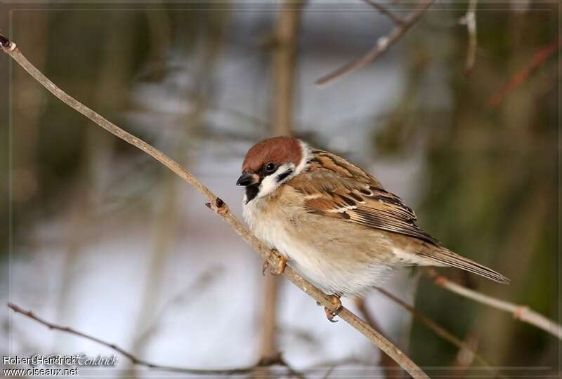 Eurasian Tree Sparrowadult, identification