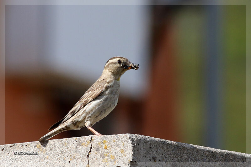 Rock Sparrow