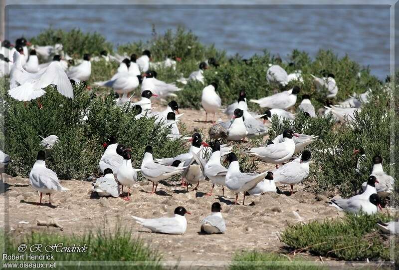 Mediterranean Gulladult, Behaviour