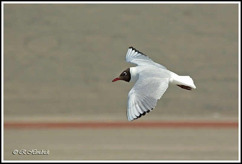 Mouette rieuse