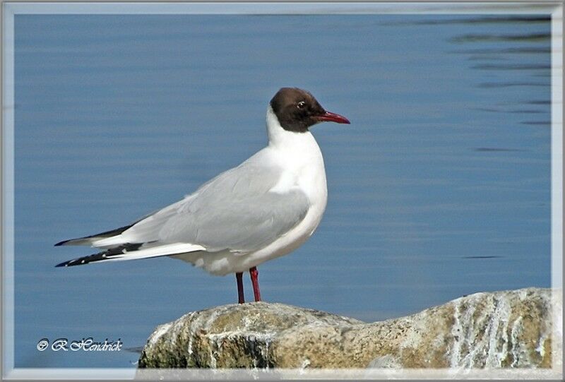 Mouette rieuse