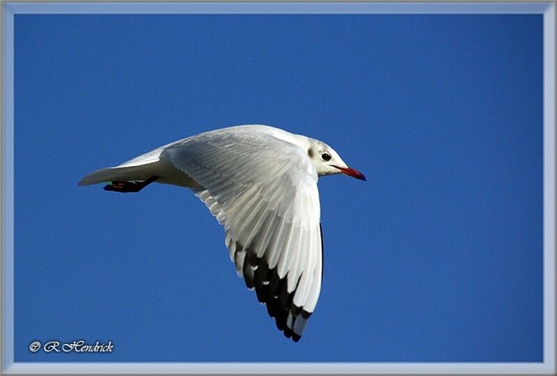 Mouette rieuse