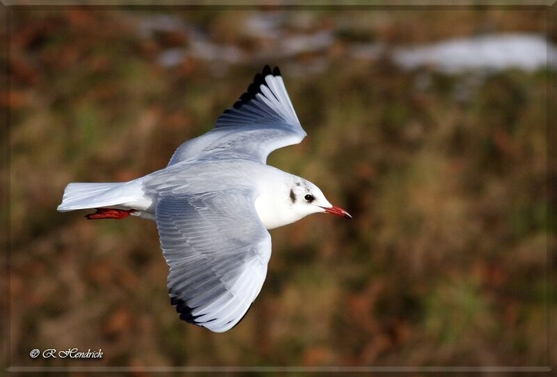 Mouette rieuse