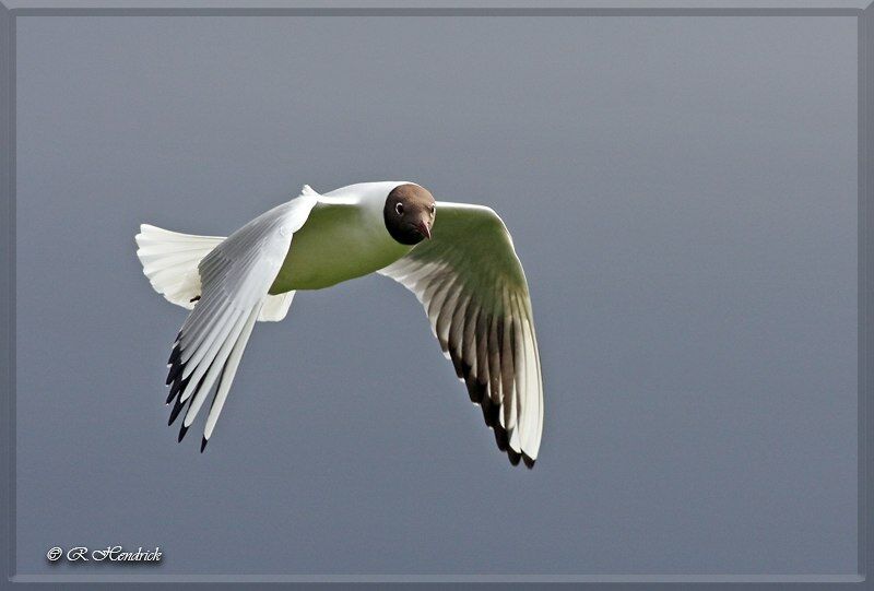 Black-headed Gull