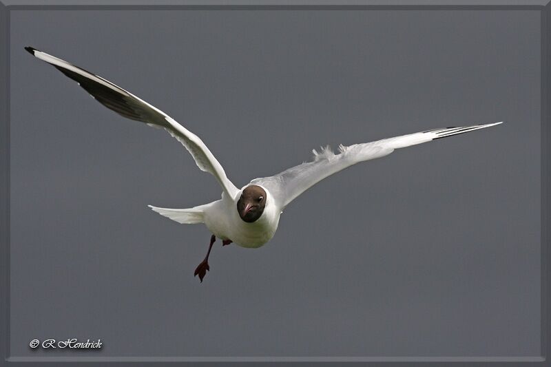 Black-headed Gull