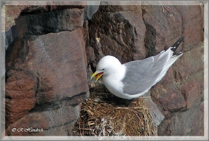 Mouette tridactyle