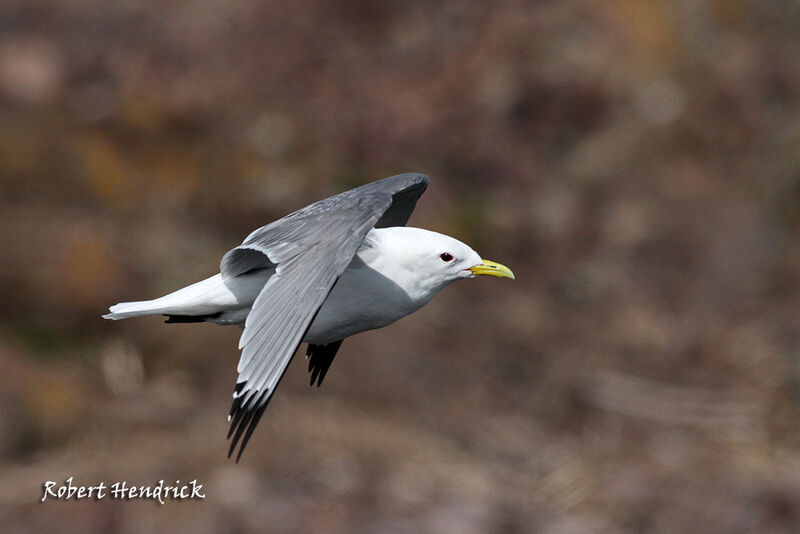 Black-legged Kittiwake